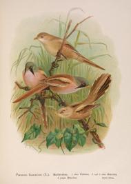 His Eye Is on the Sparrow His Eye Is on the Sparrow